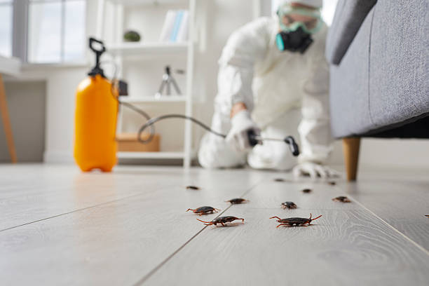 Commercial Kitchen Cockroach Control in Victoria